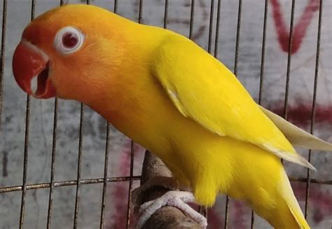 Cara Budidaya Lovebird Lutino Mata Merah Cara Budidaya