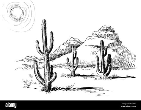 Desert Cactus Line Drawing Cactus in desert line outline icon vector