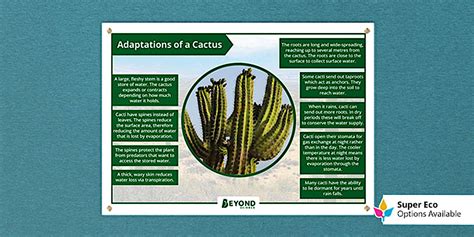 Cactus Adaptations Display Poster Beyond Teacher Made