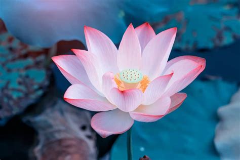 Lotus Flower Meaning And Symbolism Explained In Detail