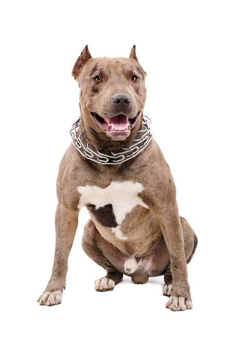 Portrait Of A Pit Bull Stock Image Image Of Aggressive 62091311