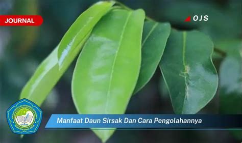 Kamu Wajib Tahu Inilah Manfaat Daun Sirsak Yang Wajib Diketahui