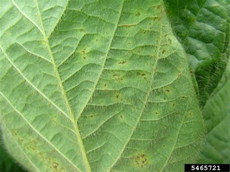 Bacterial Blight In Soybean Crop Science Us