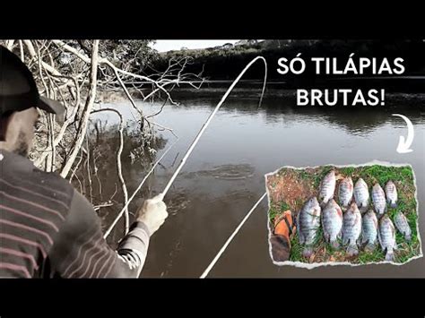 CARDUME GIGANTE de TILÁPIAS SELVAGENS na VARINHA de BAMBU Pescaria