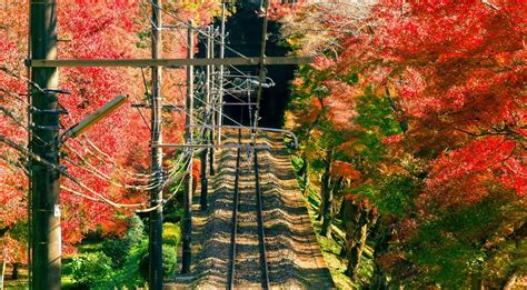 5 Extraordinary Destinations For Forest Bathing In Japan | Holiday Tours & Travel