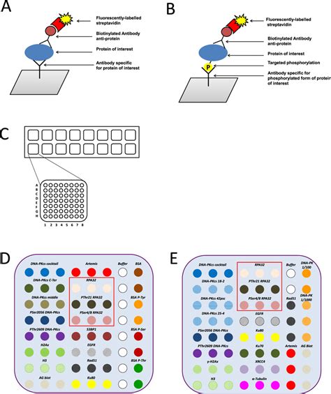 Schematic Representation Of The Antibody Microarray Experiment The