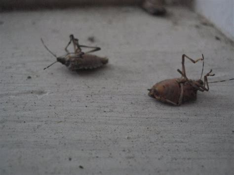 How To Kill Stink Bugs How To Kill Things