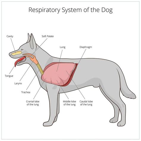 thorax problems  dogs  signs diagnosis sistema