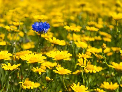 Flores Selvagens De Florescência Coloridas Em Um Prado Idílico Do Tempo