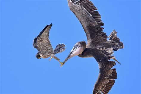 Peregrine Falcon Attacking Pelicans