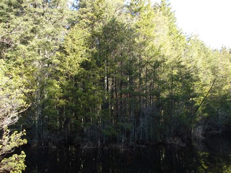 All Hands on Deck to Save and Restore NJ's Atlantic White Cedar