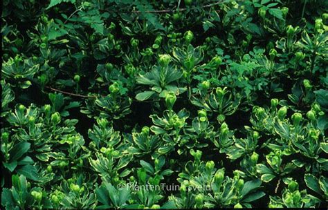 Pachysandra Terminalis Variegata Plantentuin Esveld