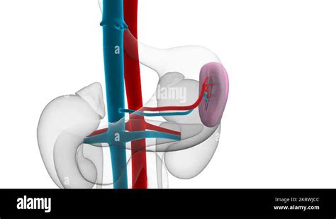 Spleen anatomy Stock Videos & Footage - HD and 4K Video Clips - Alamy