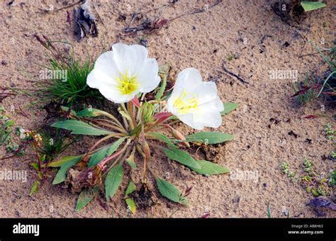 Birdcage Evening Primrose Oenothera Deltoides In The Mojave Desert