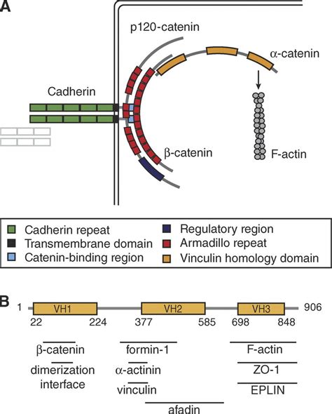 The Role Of Catenin In Cellcell Adhesion A The Cadherincatenin