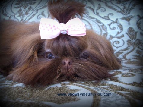 Miniature Toy Shih Tzu Puppies - Shih Tzu Dog