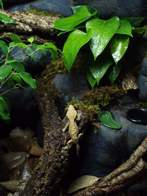 How To Build A Bioactive Enclosure For Your Crested Gecko - Reptiles Magazine