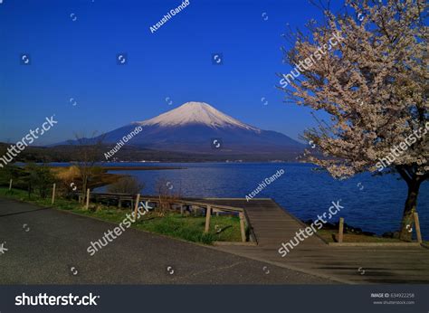 Mtfuji Cherry Blossoms Yamanaka Lake Stock Photo 634922258 | Shutterstock