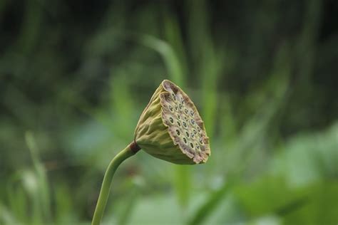 Seeds Pod Plant Water Lily Aquatic Free Photo On Pixabay