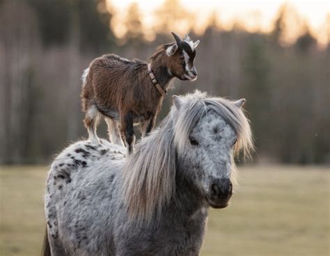 Links 10 6 2025 Naked Capitalism