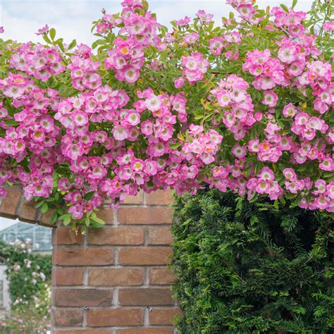 Kew Rambler Rambling Rose David Austin Roses