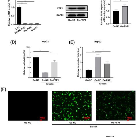 Erastin Induced Ferroptosis In Hepatoma Cells And HepG2 Hepatoma Cell