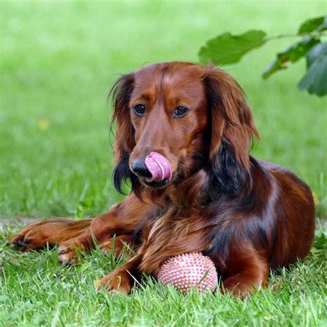 Dachshund Rambut Panjang Foto Gratis Di Pixabay Pixabay