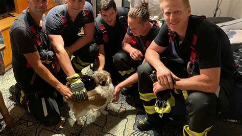 Tierischer Feuerwehr Einsatz in München Eingeklemmter Hund gerettet