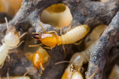 Signs You May Have A Subterranean Termite Infestation Sterns Chatter