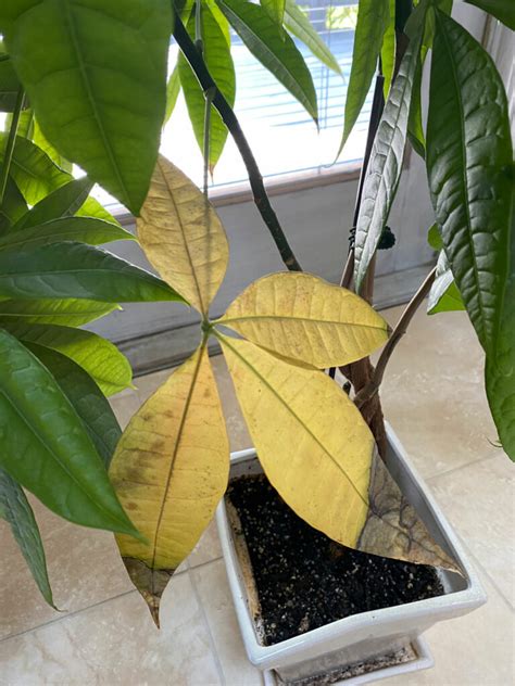 Dying Money Tree Crucial Tips To Save Your Pachira Aquatica