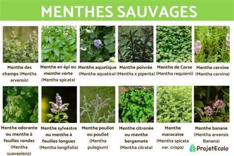 Images De Menthes Sauvages Menthe Vari T S