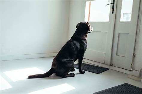 Leaving Dogs Alone Training With Separation Anxiety Zooplus Magazine