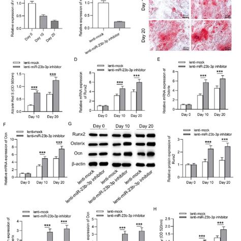 Suppression Of Mir 23b 3p Facilitates Hmsc Osteogenic Differentiation