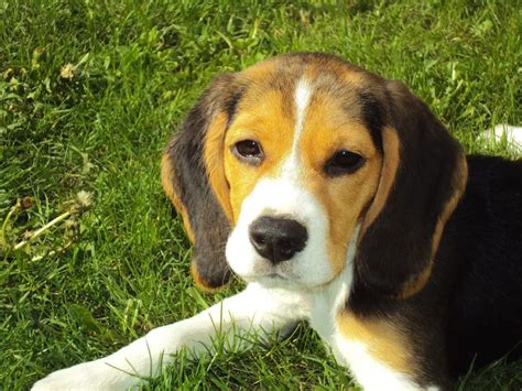 Beagle Puppy Training - How To Train Beagle Dog [4 TIPS] | PetShoper