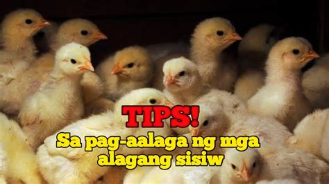 Paano Mag Alaga Ng Mga Bagong Pisang Sisiw Ng Manok At Muskovy Duck Ka