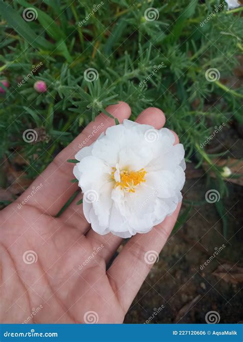 Beautiful Flower In My Garden Stock Photo Image Of Clouds Petal