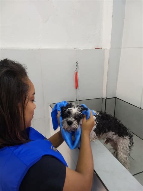 Banho E Tosa Piracicaba - Curso de Banho e tosa | Athos Cursos profissionalizantes - Piracicaba - SP
