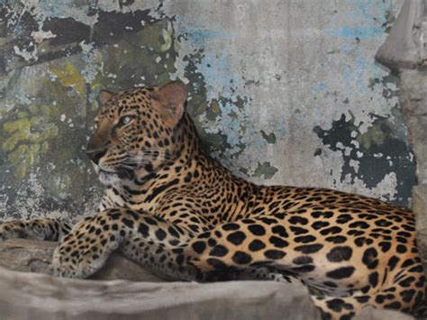 Panthera pardus delacouri / Indochinese leopard in zoos