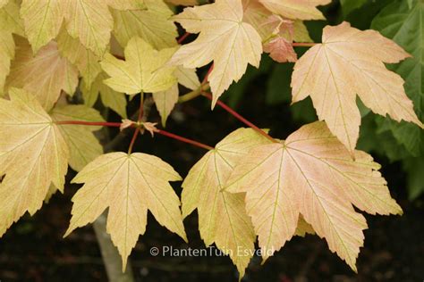 Acer Pseudoplatanus Brilliantissimum Esveld Webshop