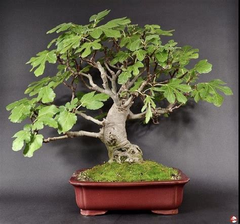 Pin By Skar X On Bonsai Vijg Bonsai Tree Bonsai Tree Types Bonsai