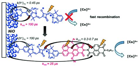 Electron Transfer In A Cell With Squaraine And Multichromoforic Dye