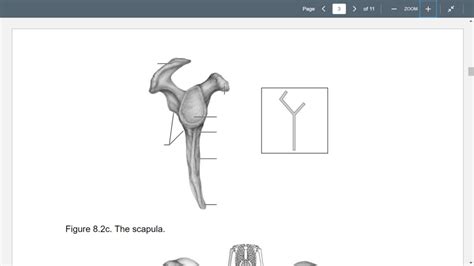 Scapula Lateral Aspect Diagram Quizlet