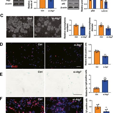 Atg Gene Knockdown Attenuated The Proliferation And Differentiation