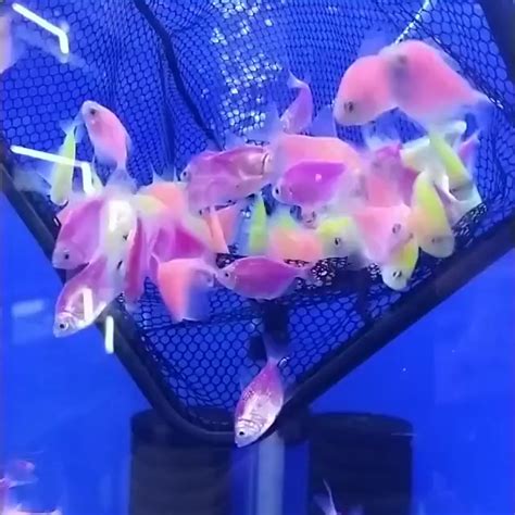 How Many Glofish In A 10 Gallon Tank Stocking Guide Artofit