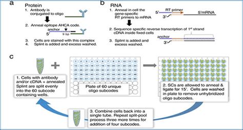 Ultra High Throughput Single Cell Analysis Of Proteins And Rnas By