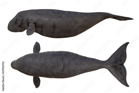 3d Rendering Of Dugong Profile Side And Top View Isolated On White