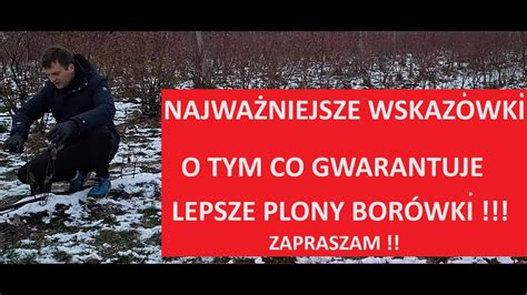 Ci Cie Bor Wki Najwa Niejsze Informacje Co Zrobi Eby Pi Knie Ros Y