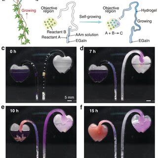 Bioinspired Design Rationale For Selfgrowing Hydrogel Materials A