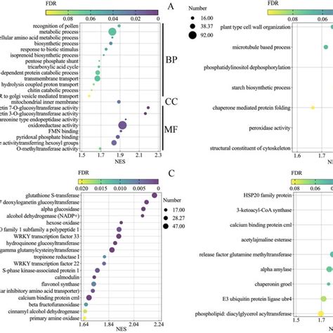 Gene Ontology GO And KEGG Pathway Enrichment Analysis Of All Detected