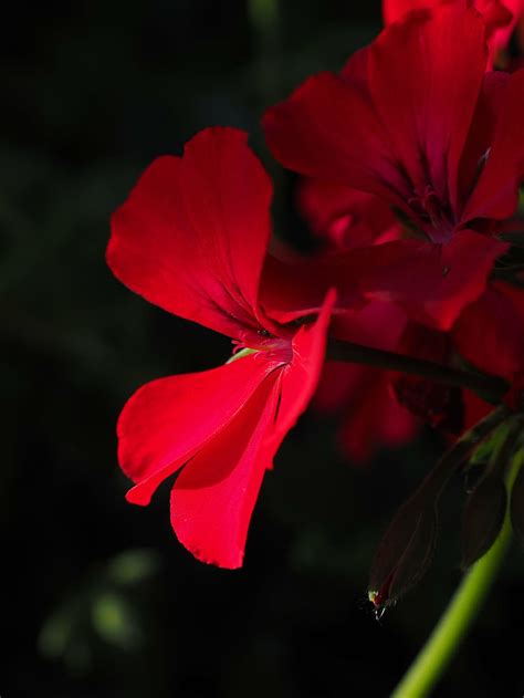 Hd Wallpaper Geranium Red Plant Flowers Colorful Garden Geranium Hang Geranium